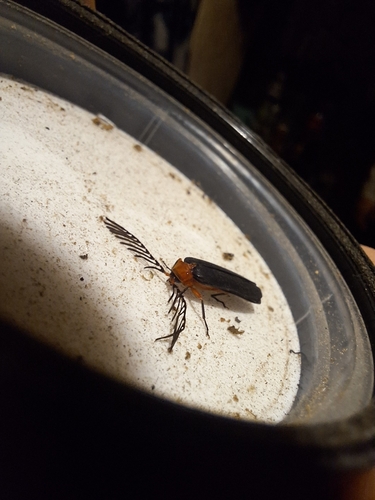 Douglas fir glow-worm photo 5