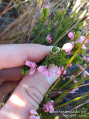 Erica brevifolia