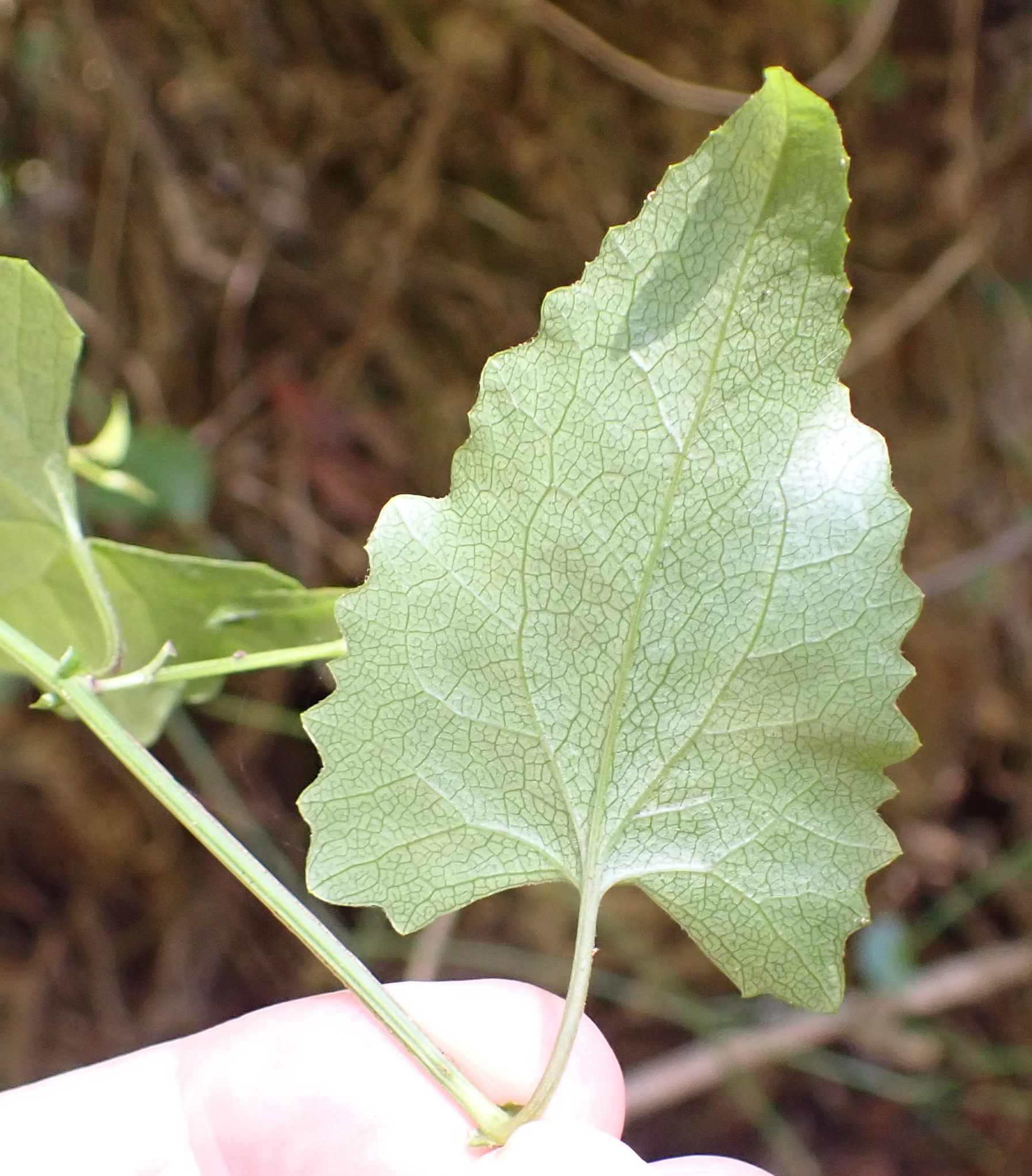 Imagem de Flor-das-almas