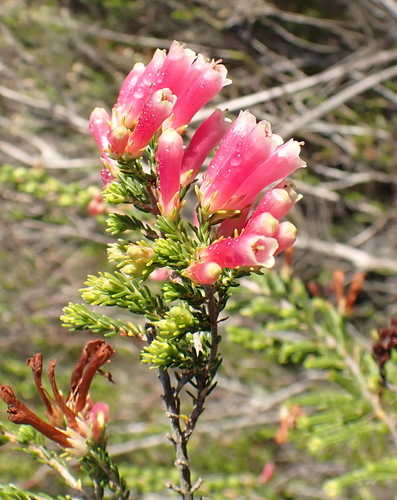 Image of Erica discolor by (c) Nicola van Berkel, some rights reserved (CC BY-SA)