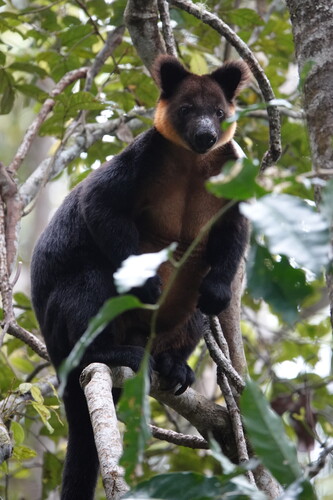 Vogelkop Tree Kangaroo