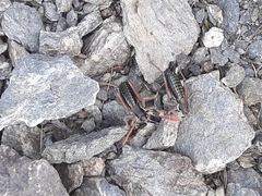 Epipodisma pedemontana