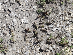 Epipodisma pedemontana