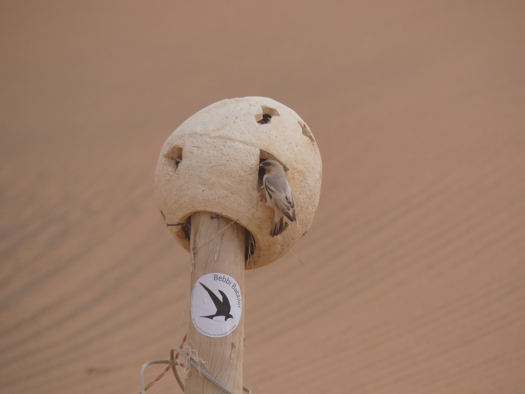 Desert Sparrow illustration