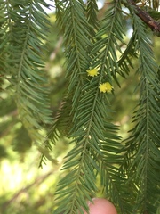 Taxodiomyia