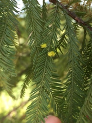 Taxodiomyia