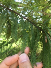 Taxodiomyia