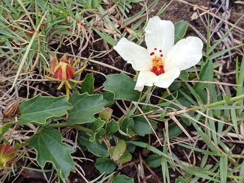 Image of Hibiscus aethiopicus by (c) Martjie Fia Fourie, some rights reserved (CC BY)