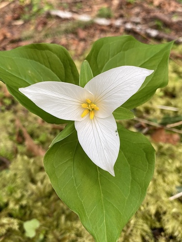 Pacific trillium