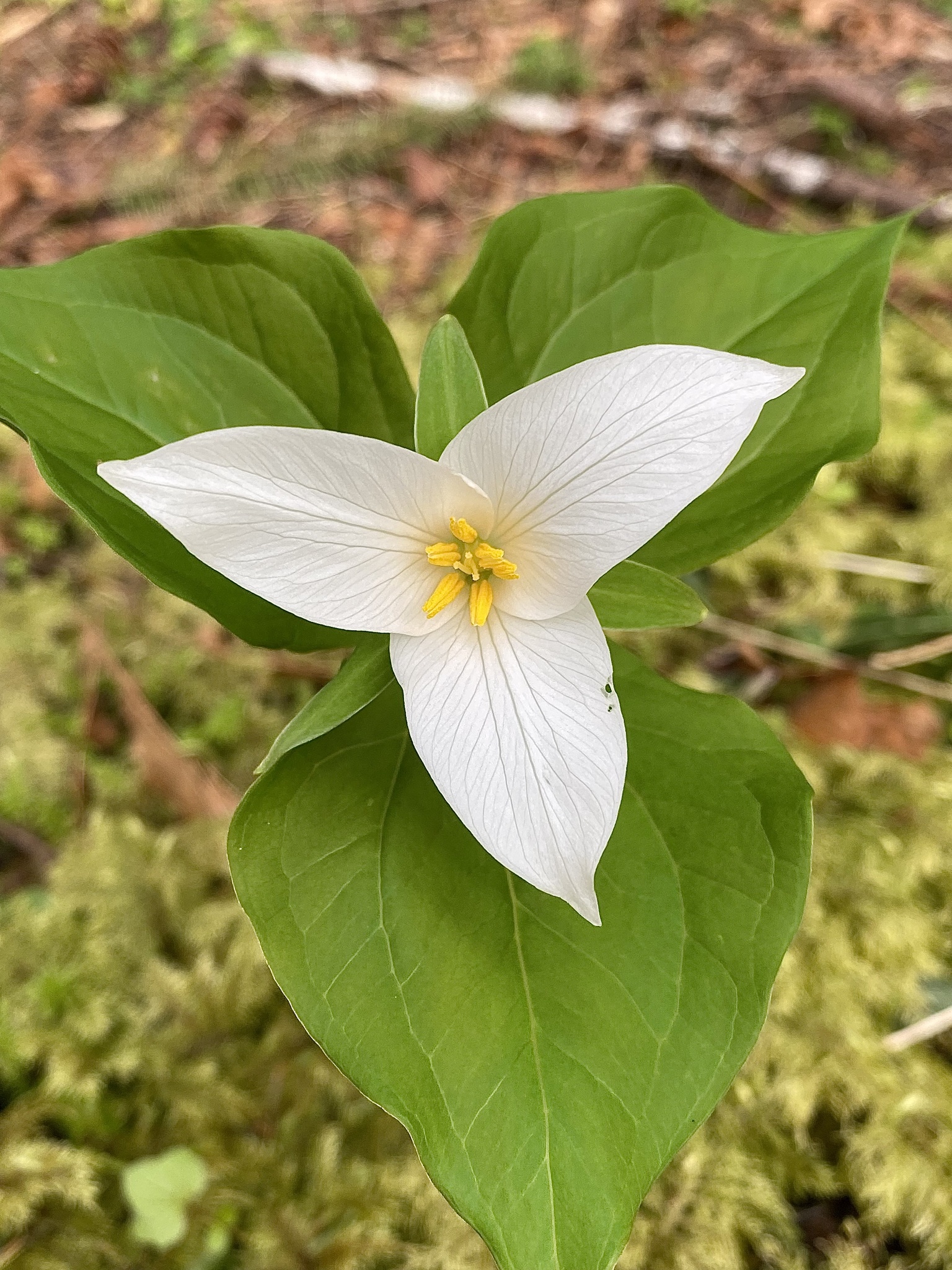 Trillium ovatum