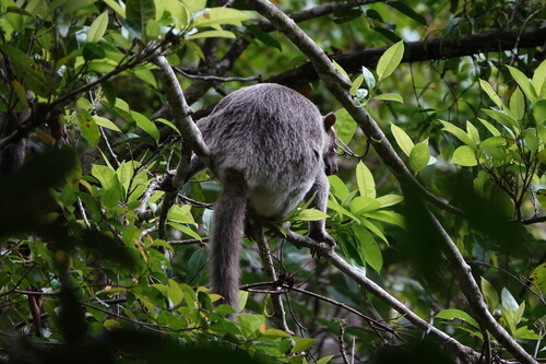 Grizzled Tree Kangaroo