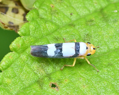 Tettisama bisellata