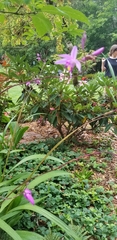 Bletilla striata