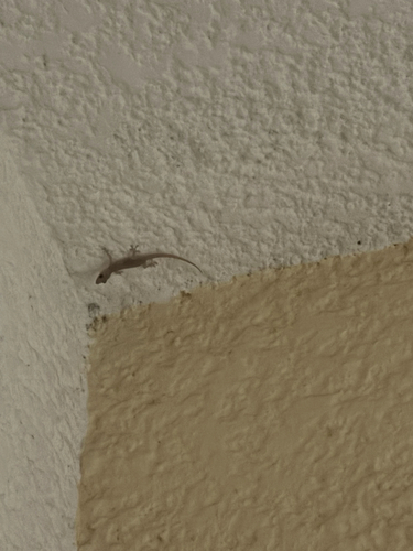 Asian House Gecko (Hemidactylus frenatus)