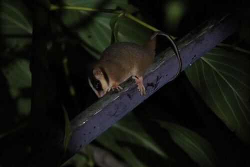 Feather-tailed Possum