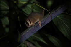 Feather-Tailed Possum photo 2