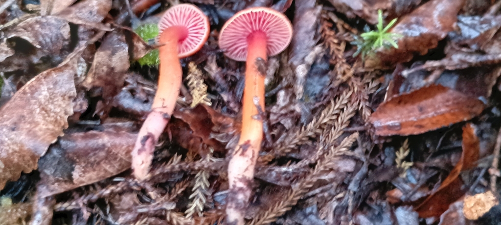 Hygrocybe rubrocarnosa · April 2025 · photo: © ekojeo (iNaturalist, cc-by)