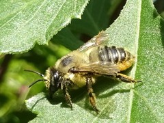 Megachile