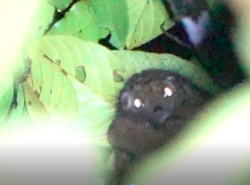 Reclusive Ringtail