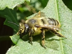 Megachile