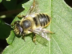 Megachile