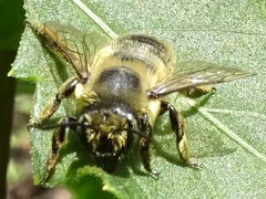 Megachile