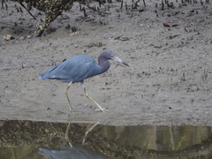 Egretta caerulea