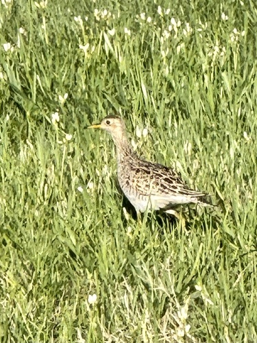 Bartrams ruiter (Bartramia longicauda)