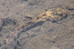 Cottus cognatus