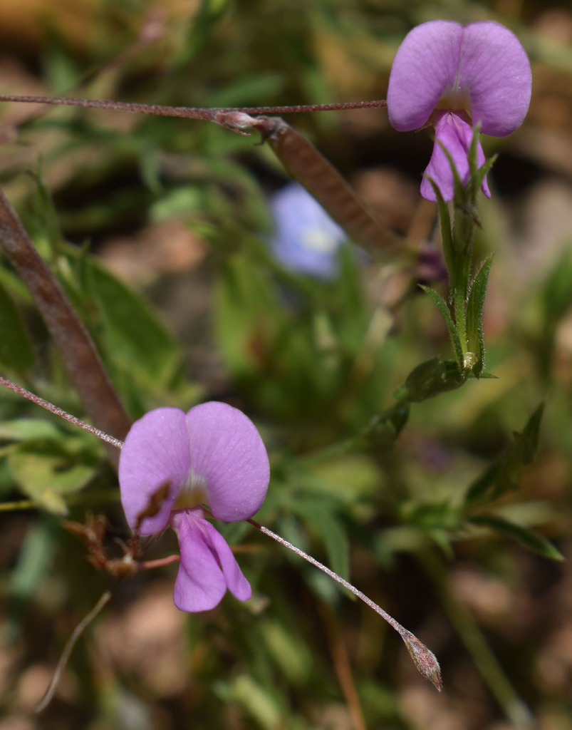 little tephrosia