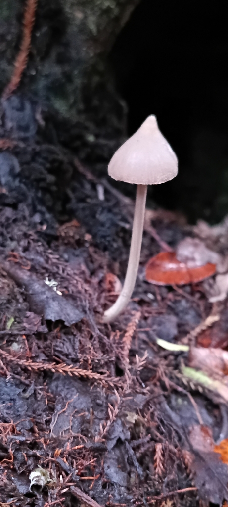 Entoloma canoconicum · April 2025 · photo: © ekojeo (iNaturalist, cc-by)