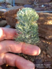 Eriospermum paradoxum