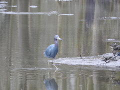 Egretta caerulea