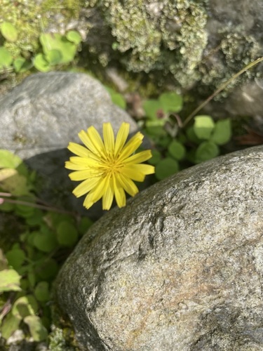 Ixeris stolonifera iNat (3)