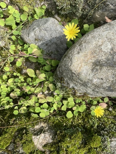 Ixeris stolonifera iNat (1)