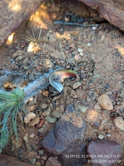 Eriospermum paradoxum