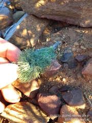 Eriospermum paradoxum