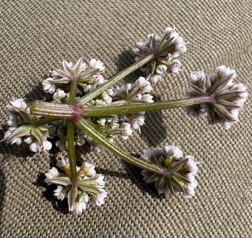 Image of Lomatium geyeri by no rights reserved