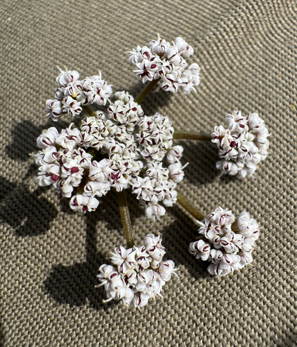 Image of Lomatium geyeri by no rights reserved