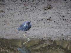 Egretta caerulea