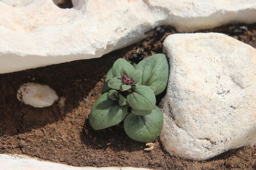 Image of Chaenorhinum rubrifolium by (c) Olivier Argagnon, some rights reserved (CC BY)