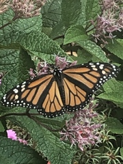 Danaus plexippus