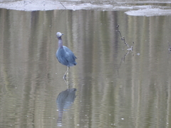 Egretta caerulea