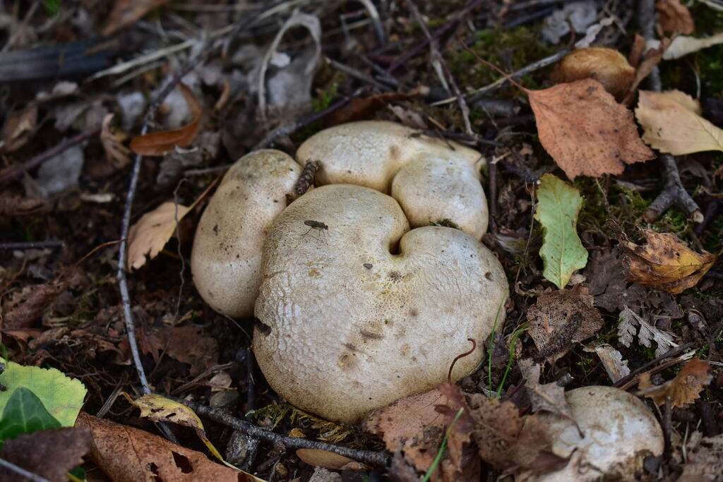 Scleroderma citrinum · April 2025 · photo: © amoxiconclav (iNaturalist, cc-by)