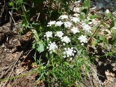 Eurytaenia texana