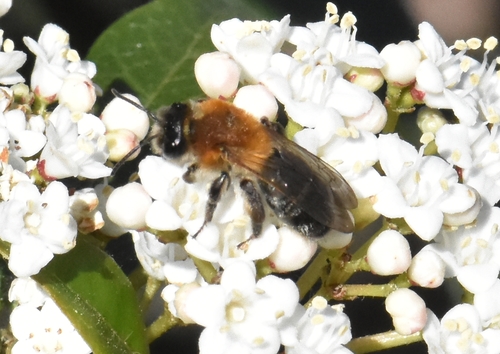 Grey-patched Mining Bee, Groesbeek, Nederland, photo 7 of 10