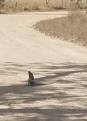 Chlamydosaurus kingii