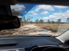 Chlamydosaurus kingii