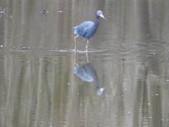 Egretta caerulea