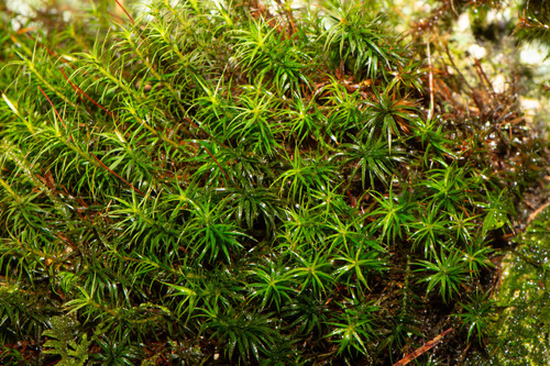 Polytrichum pallidisetum observed 2025-04-06